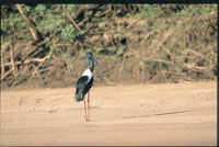 Jabiru on Daly River- Avaries A 1km easily walked path meanders through natural bushland where 11 separate and diverse habitat enclosures have been recreated.